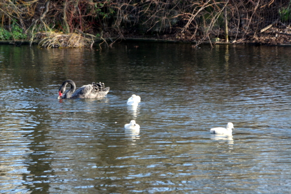 Click to see next picture