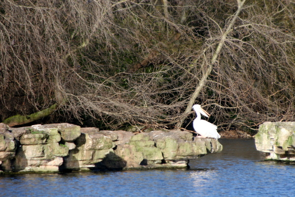 Click to see next picture