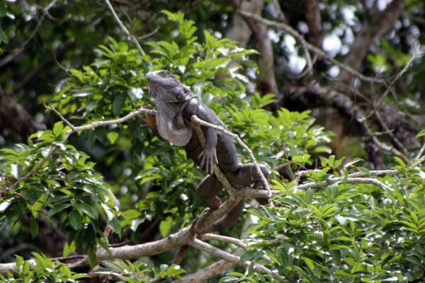 Click to see next picture