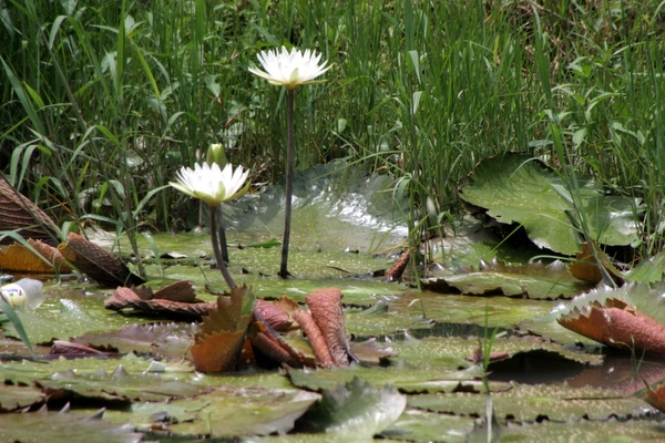 Click to see thumbs page