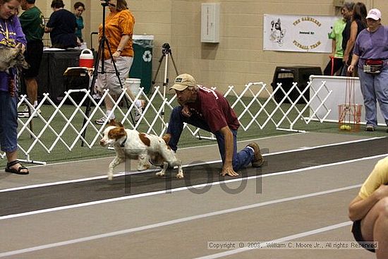 Dawg Derby Flyball Tournement<br />July 12<br />Classic Center<br />Athens, Ga