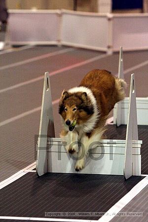 Dawg Derby Flyball Tournement<br />July 12<br />Classic Center<br />Athens, Ga