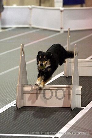 Dawg Derby Flyball Tournement<br />July 12<br />Classic Center<br />Athens, Ga