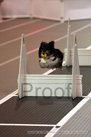 Dawg Derby Flyball Tournement<br />July 12<br />Classic Center<br />Athens, Ga