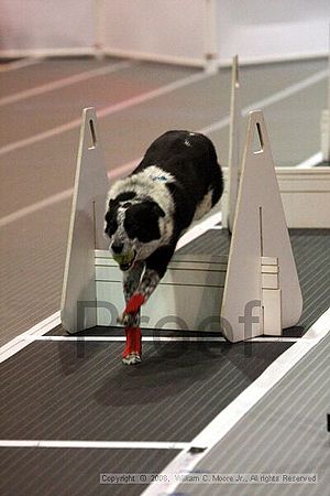 Dawg Derby Flyball Tournement<br />July 12<br />Classic Center<br />Athens, Ga