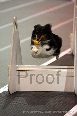 Dawg Derby Flyball Tournement<br />July 12<br />Classic Center<br />Athens, Ga