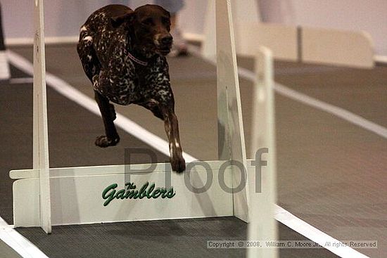 Dawg Derby Flyball Tournement<br />July 12<br />Classic Center<br />Athens, Ga