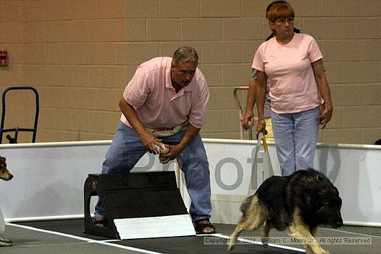 Dawg Derby Flyball Tournement<br />July 12<br />Classic Center<br />Athens, Ga