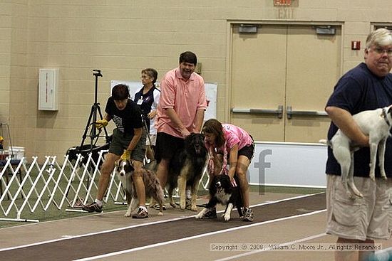 Dawg Derby Flyball Tournement<br />July 12<br />Classic Center<br />Athens, Ga