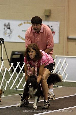 Dawg Derby Flyball Tournement<br />July 12<br />Classic Center<br />Athens, Ga