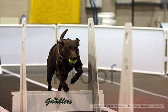 Dawg Derby Flyball Tournement<br />July 12<br />Classic Center<br />Athens, Ga