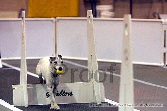 Dawg Derby Flyball Tournement<br />July 12<br />Classic Center<br />Athens, Ga