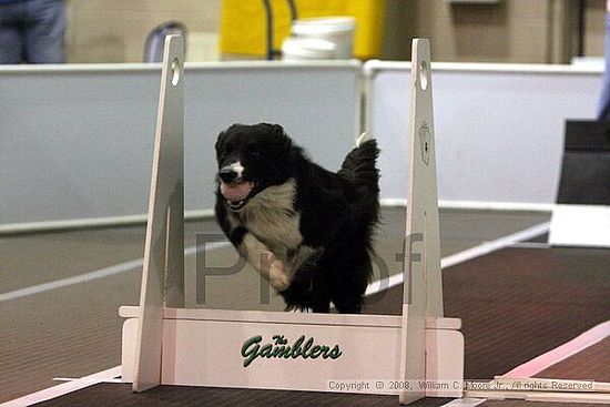 Dawg Derby Flyball Tournement<br />July 12<br />Classic Center<br />Athens, Ga