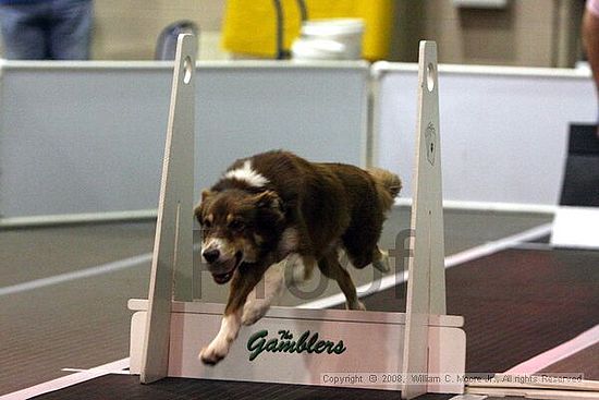 Dawg Derby Flyball Tournement<br />July 12<br />Classic Center<br />Athens, Ga