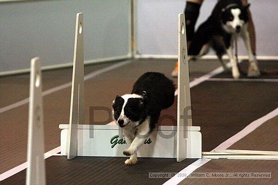 Dawg Derby Flyball Tournement<br />July 12<br />Classic Center<br />Athens, Ga