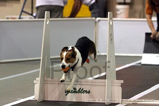 Dawg Derby Flyball Tournement<br />July 12<br />Classic Center<br />Athens, Ga