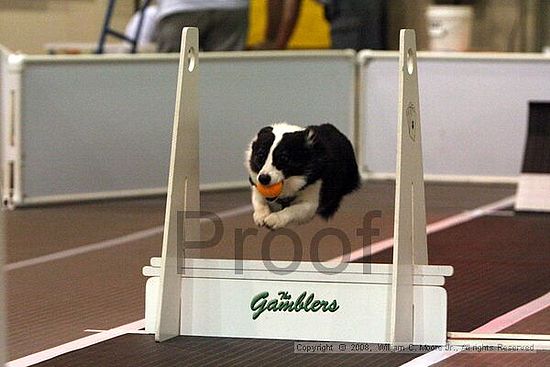 Dawg Derby Flyball Tournement<br />July 12<br />Classic Center<br />Athens, Ga