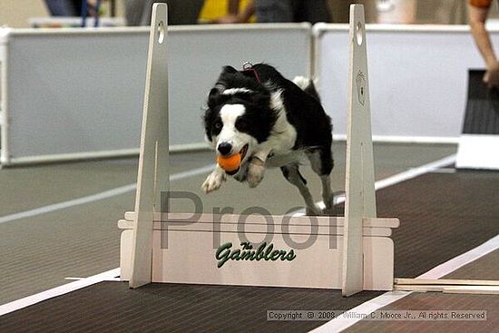 Dawg Derby Flyball Tournement<br />July 12<br />Classic Center<br />Athens, Ga