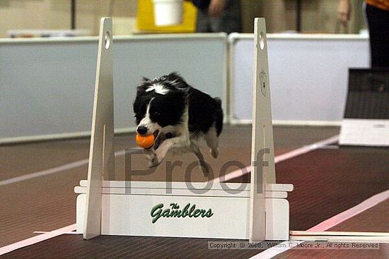 Dawg Derby Flyball Tournement<br />July 12<br />Classic Center<br />Athens, Ga