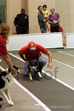Dawg Derby Flyball Tournement<br />July 12<br />Classic Center<br />Athens, Ga