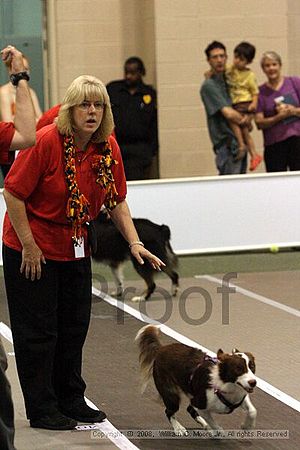 Dawg Derby Flyball Tournement<br />July 12<br />Classic Center<br />Athens, Ga