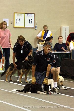 Dawg Derby Flyball Tournement<br />July 12<br />Classic Center<br />Athens, Ga