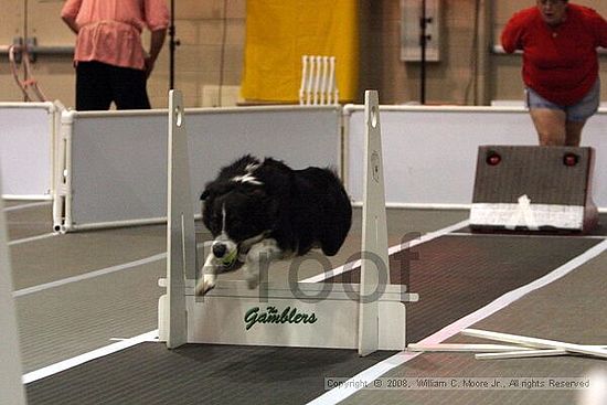 Dawg Derby Flyball Tournement<br />July 12<br />Classic Center<br />Athens, Ga
