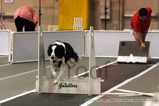 Dawg Derby Flyball Tournement<br />July 12<br />Classic Center<br />Athens, Ga