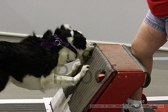 Dawg Derby Flyball Tournement<br />July 12<br />Classic Center<br />Athens, Ga
