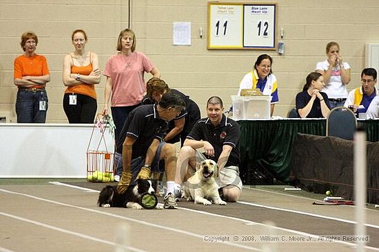 Dawg Derby Flyball Tournement<br />July 12<br />Classic Center<br />Athens, Ga