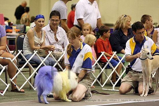 Dawg Derby Flyball Tournement<br />July 12<br />Classic Center<br />Athens, Ga