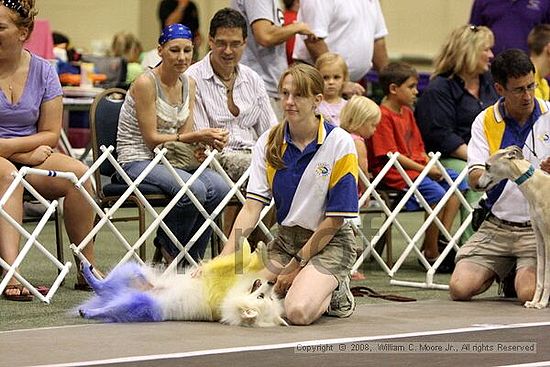 Dawg Derby Flyball Tournement<br />July 12<br />Classic Center<br />Athens, Ga