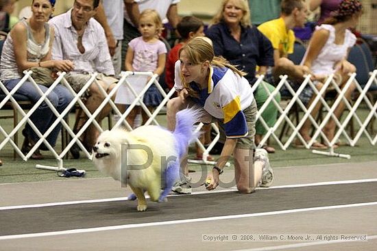 Dawg Derby Flyball Tournement<br />July 12<br />Classic Center<br />Athens, Ga