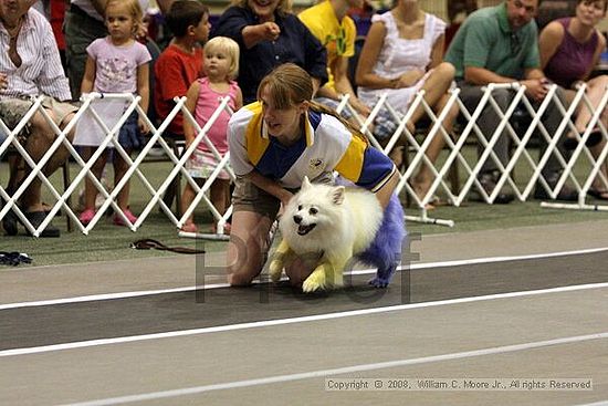 Dawg Derby Flyball Tournement<br />July 12<br />Classic Center<br />Athens, Ga