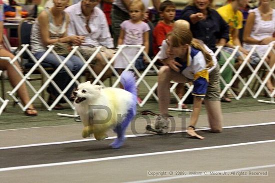 Dawg Derby Flyball Tournement<br />July 12<br />Classic Center<br />Athens, Ga