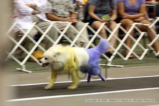 Dawg Derby Flyball Tournement<br />July 12<br />Classic Center<br />Athens, Ga