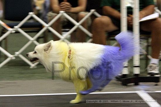 Dawg Derby Flyball Tournement<br />July 12<br />Classic Center<br />Athens, Ga