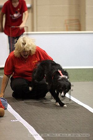 Dawg Derby Flyball Tournement<br />July 12<br />Classic Center<br />Athens, Ga