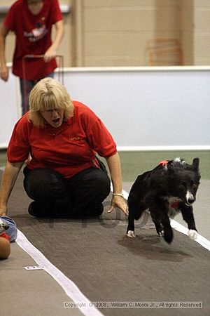 Dawg Derby Flyball Tournement<br />July 12<br />Classic Center<br />Athens, Ga
