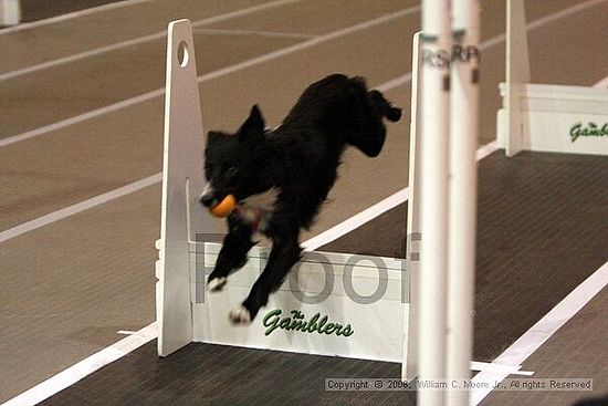 Dawg Derby Flyball Tournement<br />July 12<br />Classic Center<br />Athens, Ga