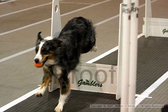 Dawg Derby Flyball Tournement<br />July 12<br />Classic Center<br />Athens, Ga