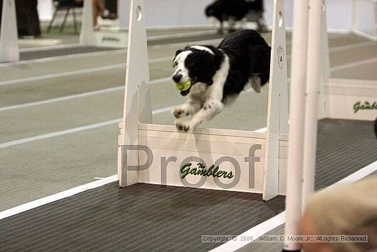 Dawg Derby Flyball Tournement<br />July 12<br />Classic Center<br />Athens, Ga