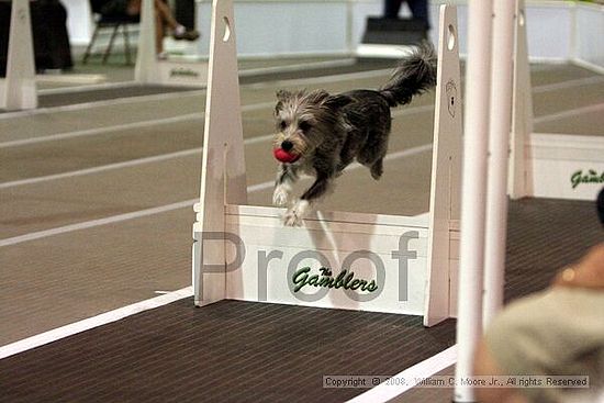 Dawg Derby Flyball Tournement<br />July 12<br />Classic Center<br />Athens, Ga