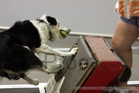 Dawg Derby Flyball Tournement<br />July 12<br />Classic Center<br />Athens, Ga