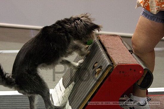 Dawg Derby Flyball Tournement<br />July 12<br />Classic Center<br />Athens, Ga