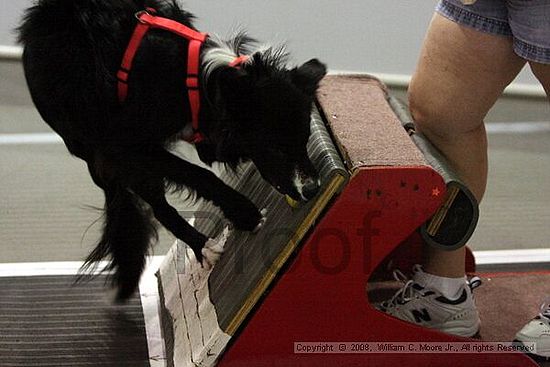 Dawg Derby Flyball Tournement<br />July 12<br />Classic Center<br />Athens, Ga