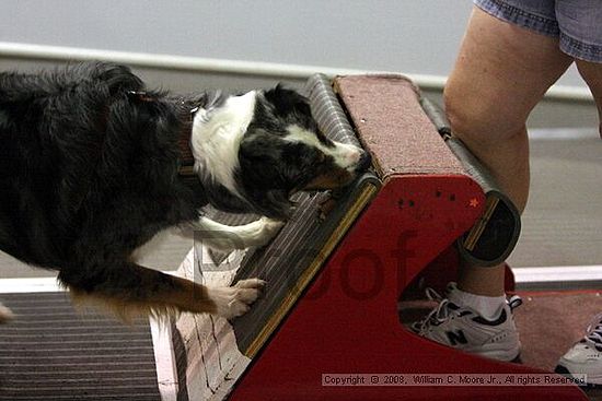 Dawg Derby Flyball Tournement<br />July 12<br />Classic Center<br />Athens, Ga