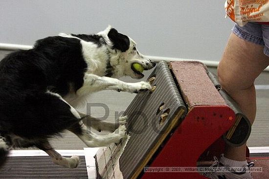 Dawg Derby Flyball Tournement<br />July 12<br />Classic Center<br />Athens, Ga