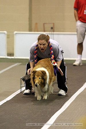 Dawg Derby Flyball Tournement<br />July 12<br />Classic Center<br />Athens, Ga