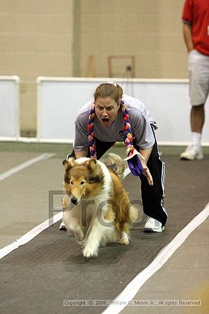 Dawg Derby Flyball Tournement<br />July 12<br />Classic Center<br />Athens, Ga